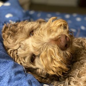 Meet your Posher, Pam